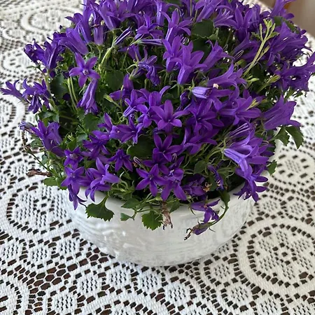 Alloggio in famiglia Casa Ricciulella Capri